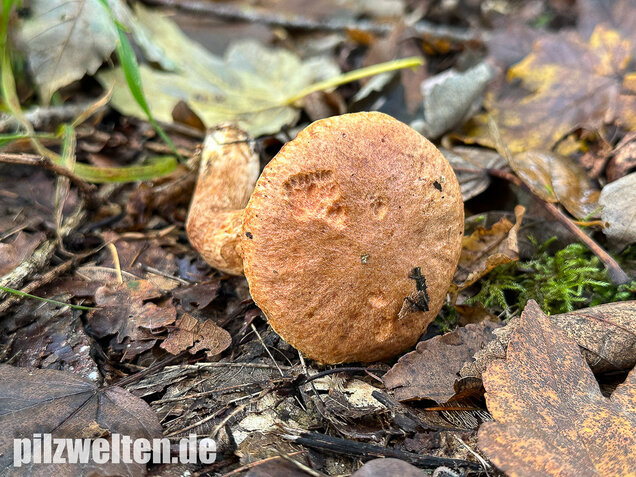 Rostroter Lärchenröhrling, Suillus tridentinus