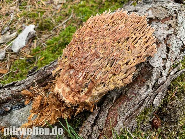 Rotbraune Koralle, Ramaria rubella