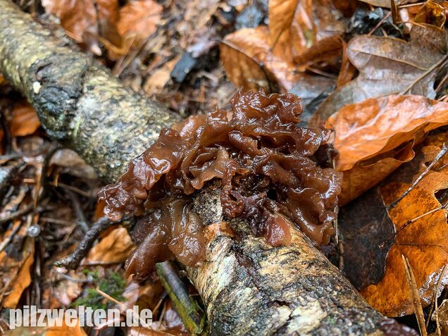 Rotbrauner Zitterling, Tremella foliacea