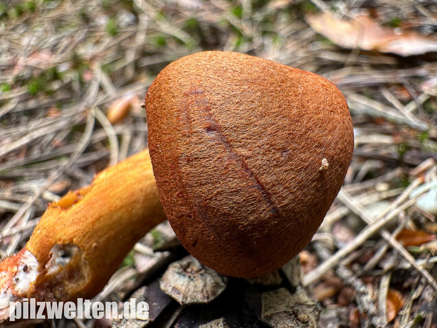 Rotgenatterter Hautkopf, Purpurbrauner Hautkopf, Cortinarius purpureus