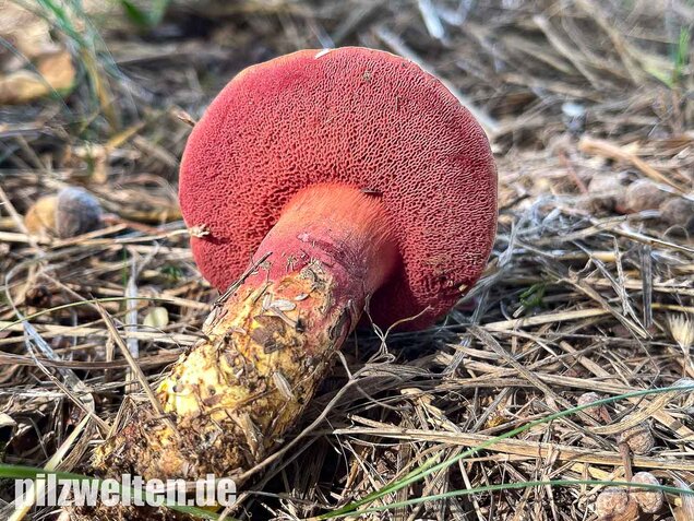 Rubinroter Zwergröhrling, Chalciporus rubinus