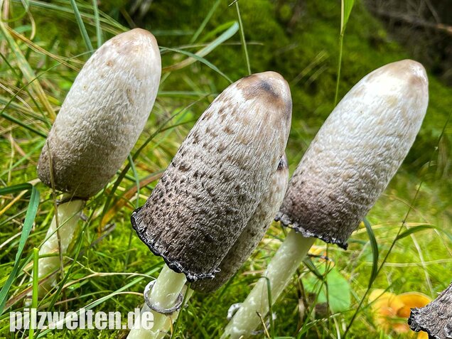 Schopftintling, Coprinus comatus