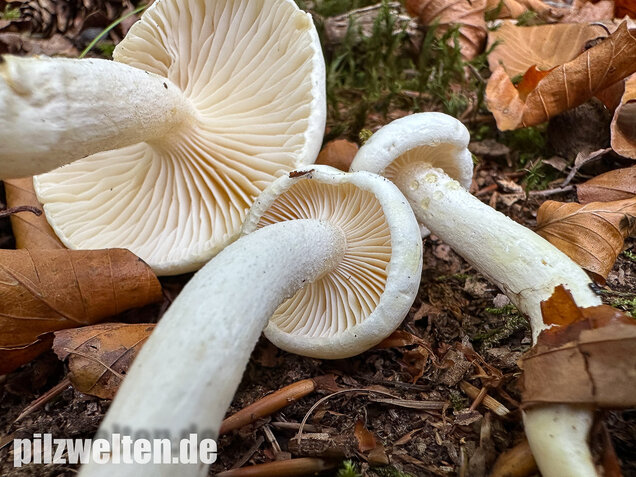 Gelbverfärbender Schneckling, Hygrophorus discoxanthus