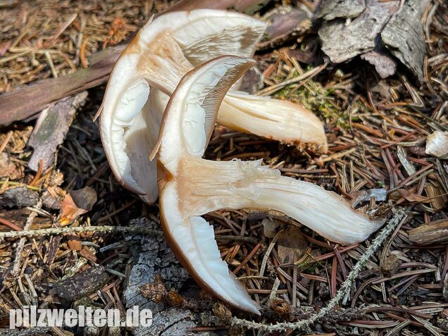 Verdrehter Rübling, Rhodocollybia prolixa