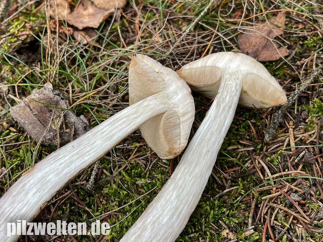 Weißer Birkenpilz, Leccinum holopus