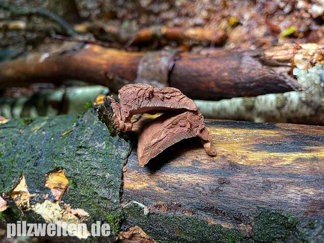 Zimtfarbener Weichporling, Hapalopilus rutilans