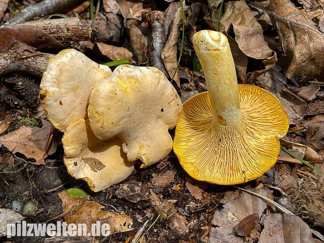 Blasser Pfifferling, Cantharellus pallens
