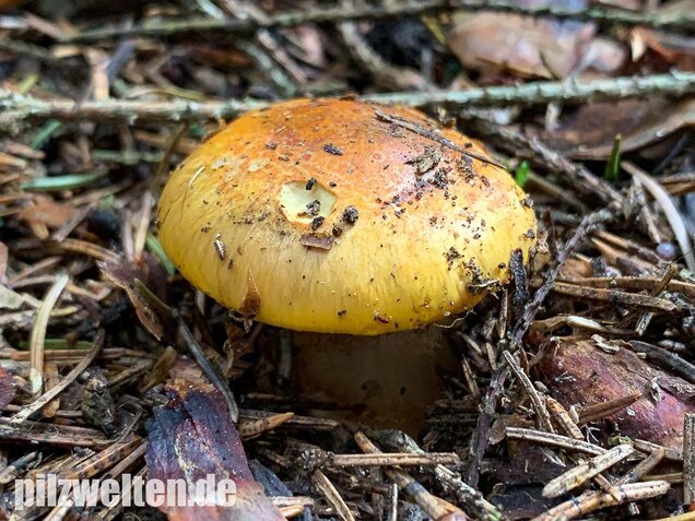 Blaublättriger Klumpfuß, Cortinarius callochrous