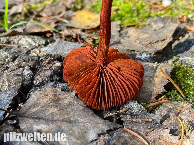 Blutroter Hautkopf, Cortinarius sanguineus