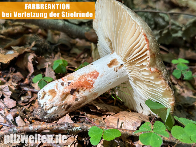 Dickblättriger Schwärztäubling, Russula nigricans