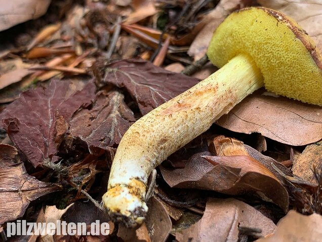Ziegenlippe, Xerocomus subtomentosus