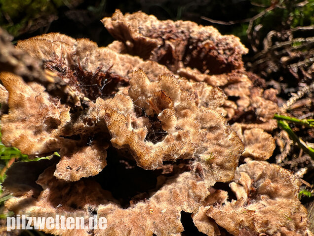 Gemeiner Erdwarzenpilz, Thelephora terrestris