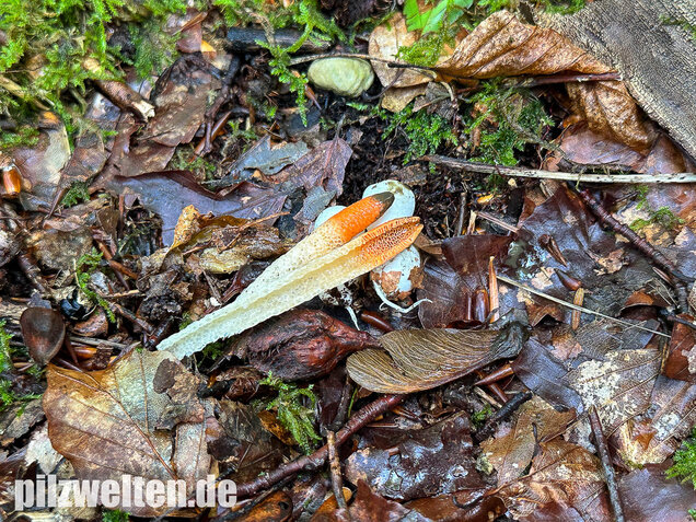 Gemeine Hundsrute, Mutinus caninus