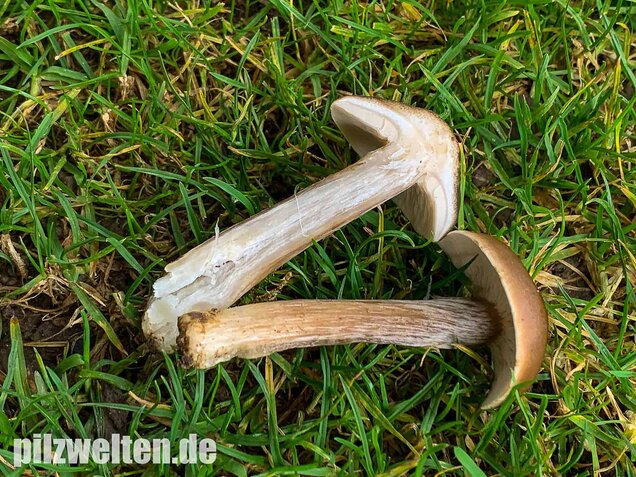 Gemeiner Weichritterling, Melanoleuca melaleuca