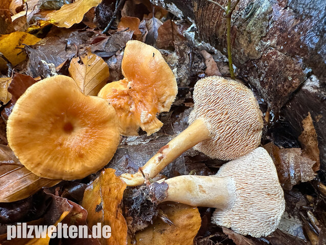 Genabelter Semmelstoppelpilz, Hydnum umbilicatum
