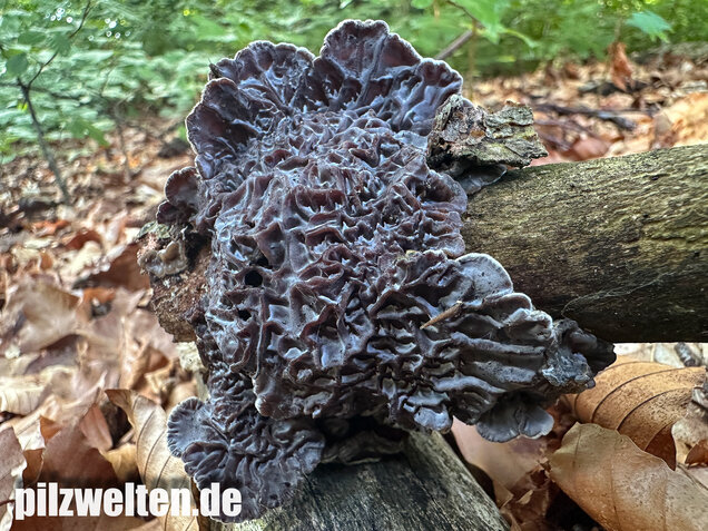 Gezonter Ohrlappenpilz,  Auricularia mesenterica