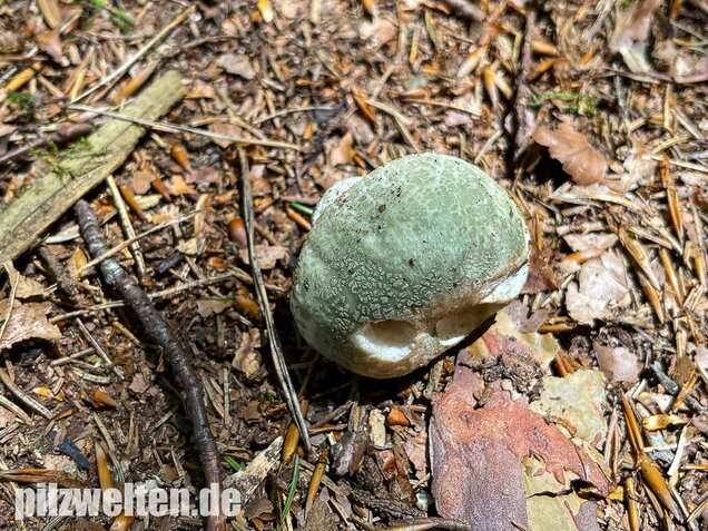 Grüngefelderter Täubling, Russula virescens