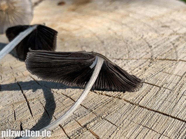 Hasenpfote, Coprinopsis lagopus