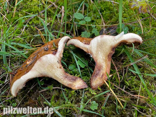Kahler Krempling, Paxillus involutus