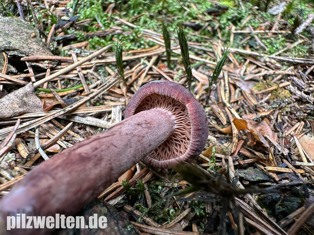 Kampfermilchling, Lactarius camphoratus