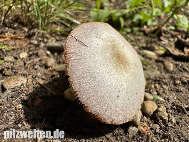 Mausgrauer Scheidling, Volvariella murinella