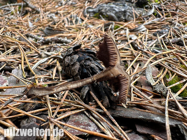 Ohrlöffelstacheling, Auriscalpium vulgare