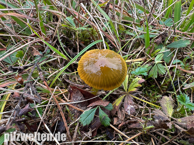 Papageigrüner Saftling, Papageiensaftling, Gliophorus psittacinus