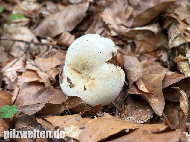 Pfeffermilchling, Lactifluus piperatus