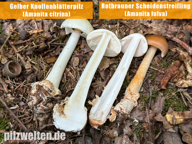 Rotbrauner Scheidenstreifling, Amanita fulva