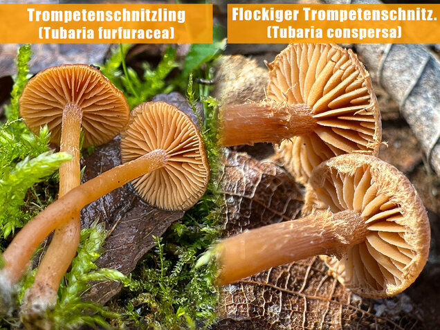 Gemeiner Trompetenschnitzling, Tubaria furfuracea