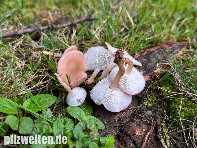 Rosenroter Schönkopf, Rugosomyces persicolor