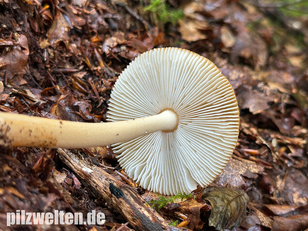 Rotbrauner Scheidenstreifling, Amanita fulva