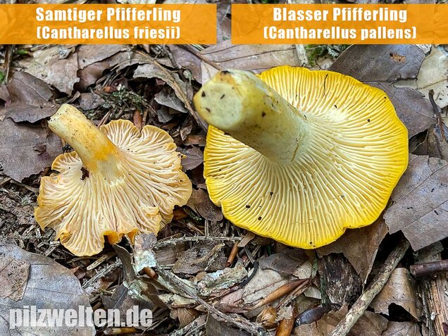 Samtiger Pfifferling, Cantharellus friesii