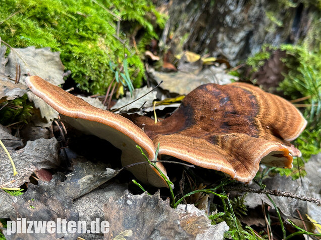Schwarzgebänderter Harzporling, Nadelholzharzporling, Ischnoderma benzoinum