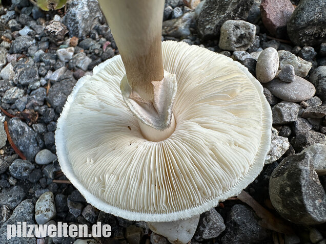 Seidiger Egerlingsschirmling, Leucoagaricus holosericeus