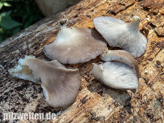Sommer-Austernseitling, Pleurotus ostreatus forma florida