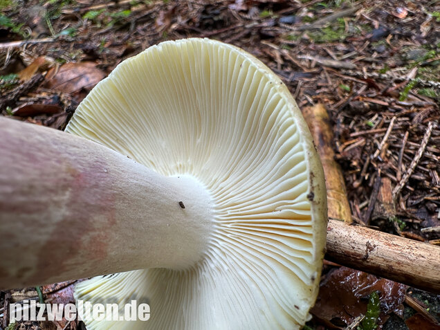 Violettstieliger Pfirsichtäubling, Russula violeipes