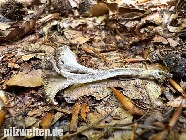 Krause Kraterelle, Krauser Leistling, Craterellus undulatus