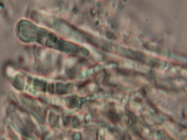 Weiden-Stängelbecherchen, Hymenoscyphus conscriptus