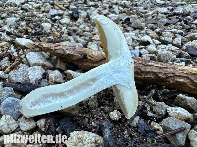 Weißer Büschelrasling, Leucocybe connata