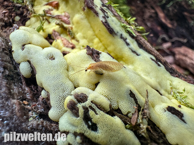 Weißgelbes Netzpolster, Ceratiomyxa porioides