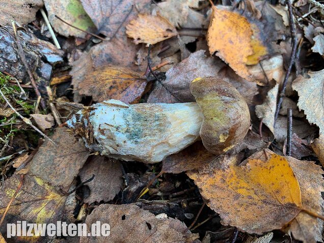 Wollstieliger Raufußröhrling, Leccinum cyaneobasileucum