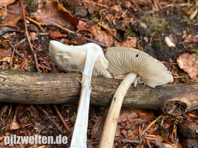 Wurzelnder Schleimrübling, Grubiger Wurzelrübling, Hymenopellis radicata