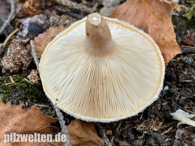 Blasser Birkenmilchling, Lactarius pubescens