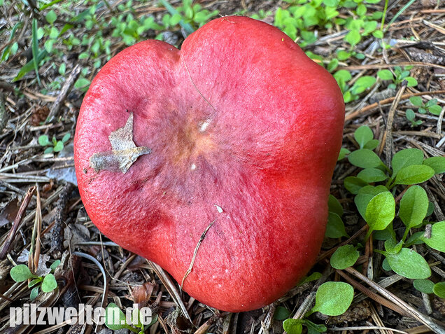 Blutroter Täubling, Bluttäubling, Russula sanguinaria
