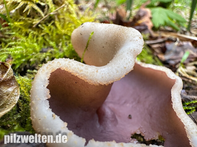 Braunvioletter Brandstellenbecherling, Violetter Becherling, Geoscypha violacea