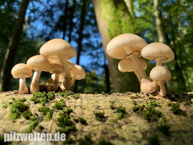 Buchenschleimrübling, Mucidula mucida