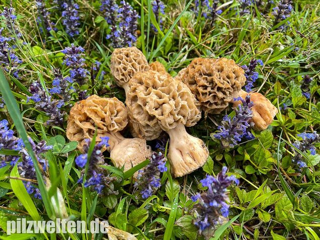 Dickfüßige Speisemorchel, Morchella crassipes