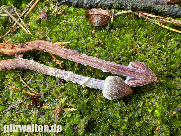 Duftender Gürtelfuß, Pelargoniengürtelfuß, Cortinarius flexipes