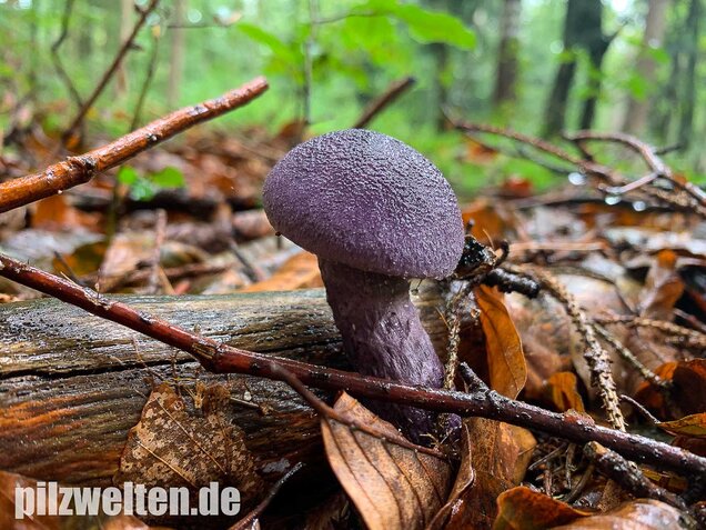Dunkelvioletter Schleierling, Cortinarius violaceus